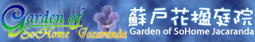  Garden of SoHome Jacaranda 蘇戶花楹庭院 